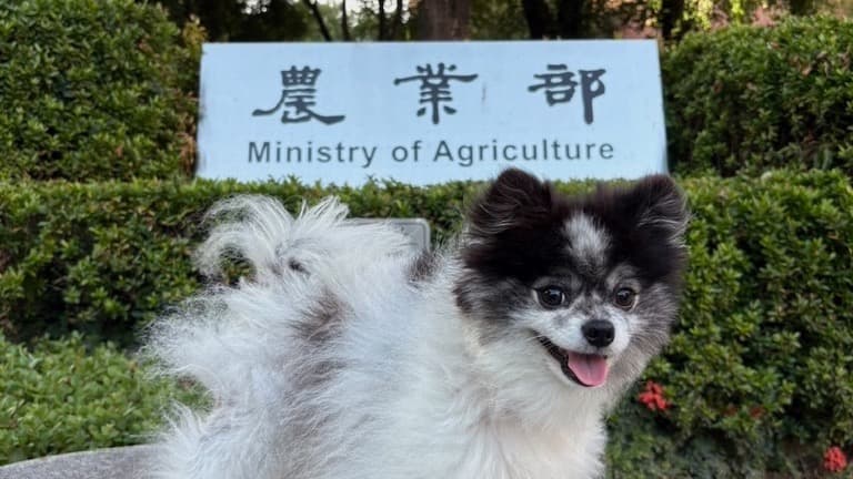 一隻勇敢的小博美去農業部開會