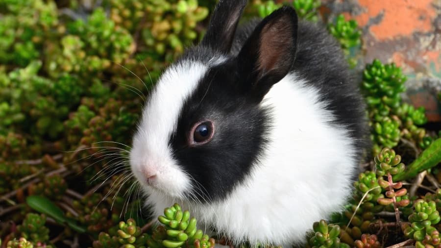 黑白兔子